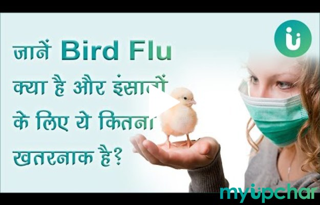 Bird Flu इंसानों के लिए ये कितना खतरनाक